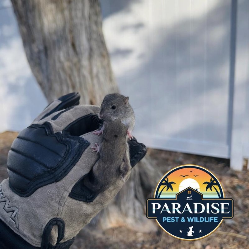 Rodents removed during a wildlife exclusion job