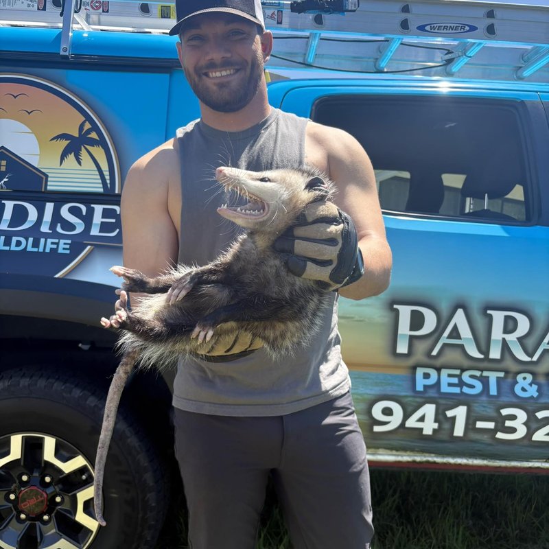 Nick humanely removing an opossum